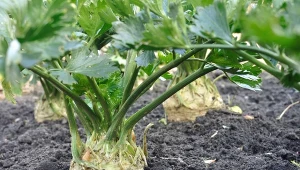 Sprawdź, jak siać seler na rozsadę, aby bulwy były twarde i zdrowe.