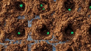 Który miesiąc jest najlepszy na siew papryki? Siejemy paprykę na rozsadę