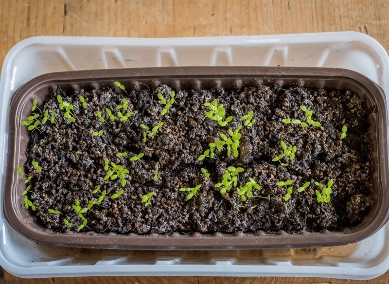 Produkcja rozsady selera trwa dość długo