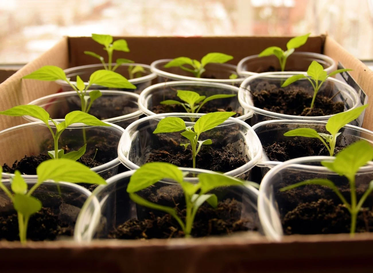 Pikowanie papryki należy przeprowadzić wtedy, gdy siewki wykształcą pierwsze prawdziwe liście, czyli zazwyczaj 2-3 tygodnie po siewie.