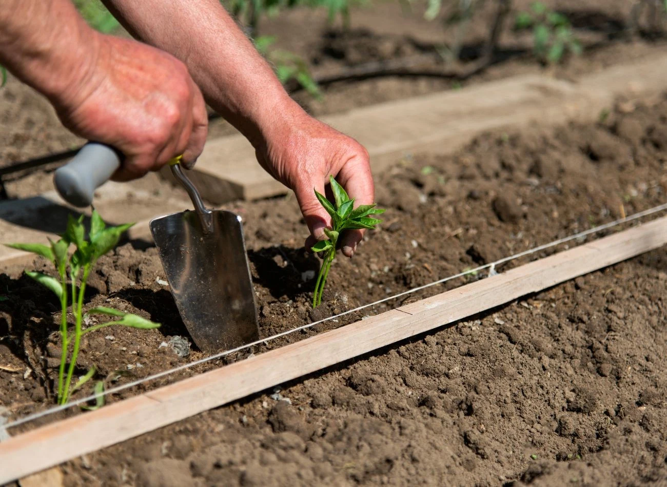 Na około  przed przesadzeniem papryki do ogrodu lub większych pojemników na stałe, warto je zahartować.