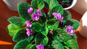 Wyjaśniamy, jak rozmnażać fiołki afrykańskie z liści krok po kroku.