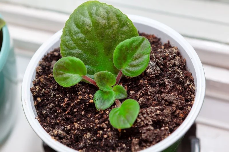 Liście fiołków afrykańskich szybko i łatwo się ukorzeniają
