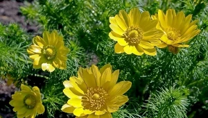 Miłek wiosenny (Adonis vernalis) to bylina żegnająca zimę.