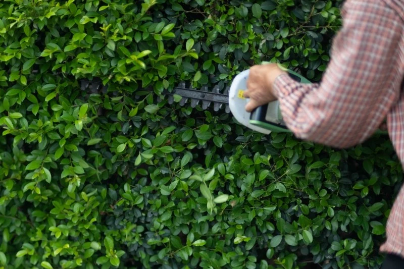 Najlepszym terminem na przycinanie przerośniętego żywopłotu jest późna zima lub początek wiosny