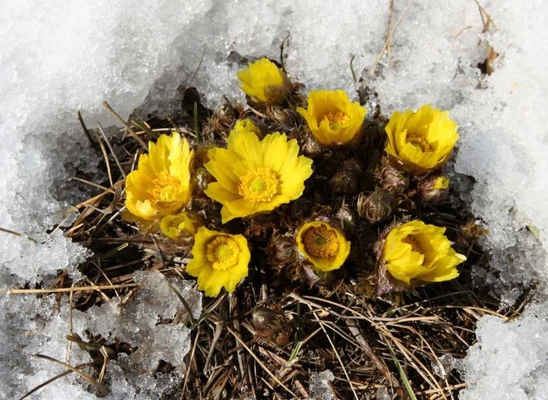 Miłek wiosenny kwitnie nawet wtedy, gdy w ogrodzie leży jeszcze śnieg