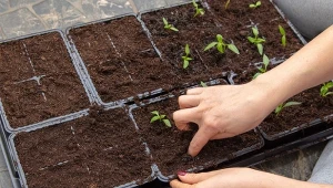 Poznaj najlepsze odmiany papryki słodkiej i ostrej. Obfite plony gwarantowane.