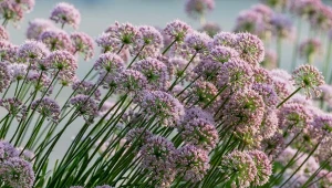 Czosnek bylinowy 'Millenium' jest najpopularniejszą odmianą tych wieloletnich kwiatów.