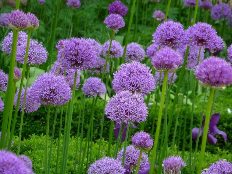 Czosnek bylinowy zachwyca kulistymi kwiatostanami i zwartym pokrojem