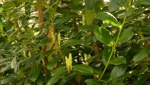 Laurowiśnia wschodnia to roślina, która zapewnia osłonę i prywatność przez cały rok.