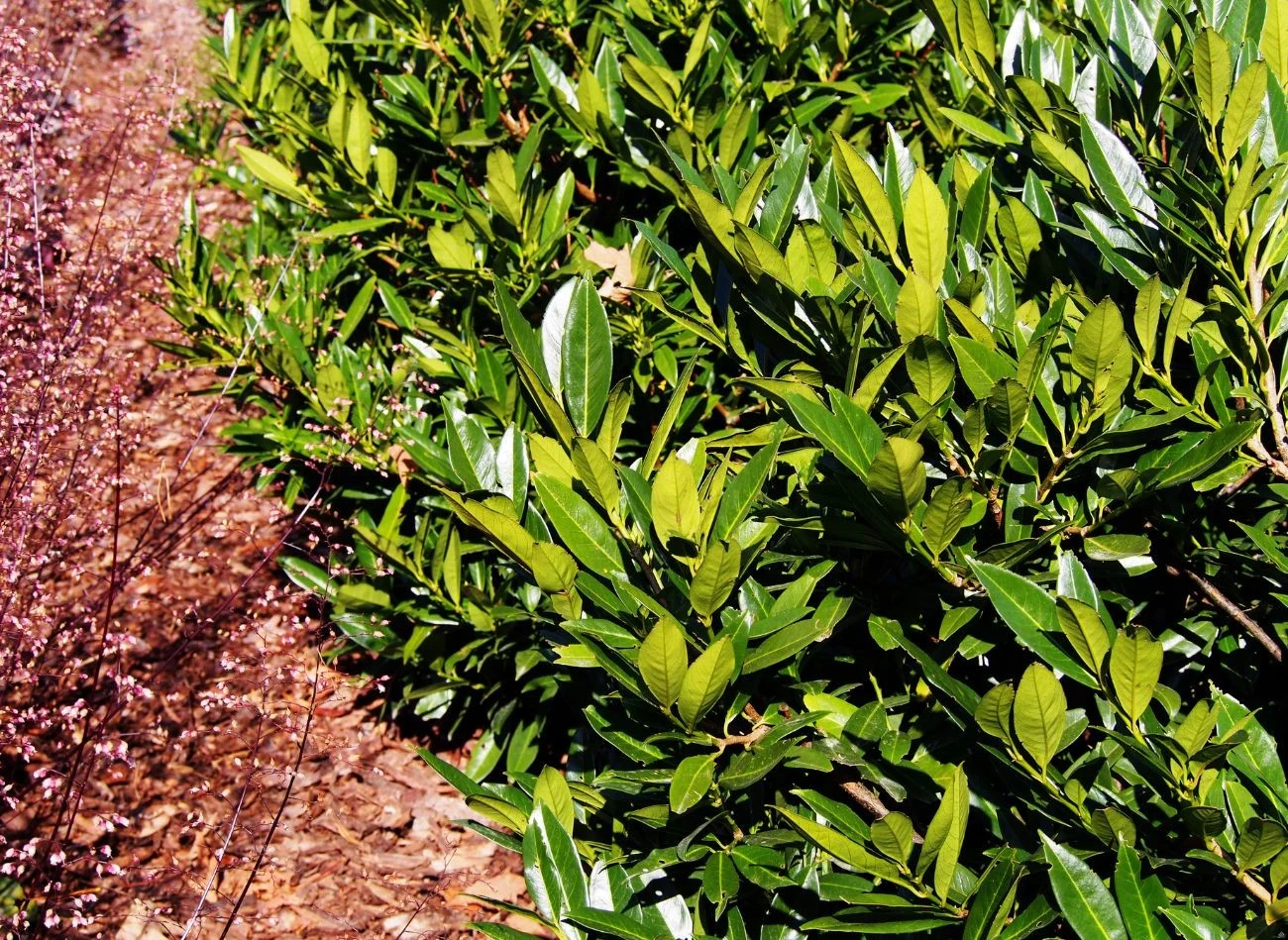 Decydując się na sadzenie żywopłotów z roślin zimozielonych, należy zwracać uwagę na gęstość pędów i tempro wzrostu.