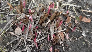 Czy piwonie są odporne na zimno? Jak pielęgnować piwonie zimą