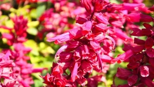 Siew szałwii błyszczącej na rozsadę