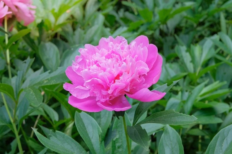 Piwonie wykazują dużą mrozoodporność