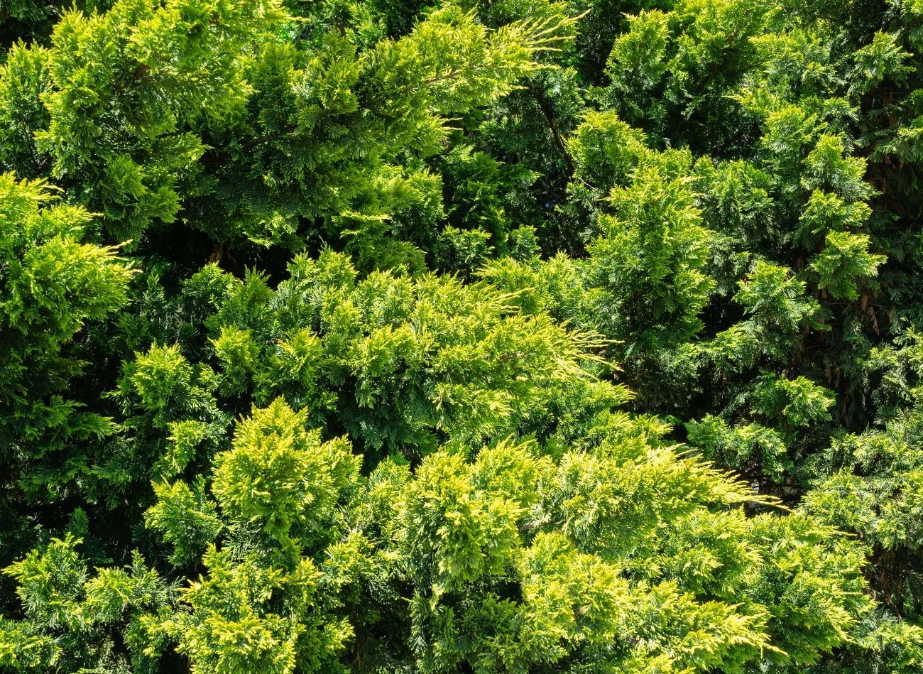 Cyprysowiec Leylanda rośnie bardzo szybko, ma gesta strukturę.
