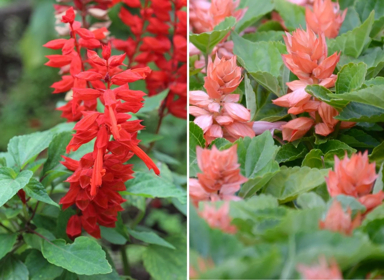 Szałwia błyszcząca zachwyca różnorodnością odmian i kolorów. Fot. Sergi Vanovitch/Mehaniq