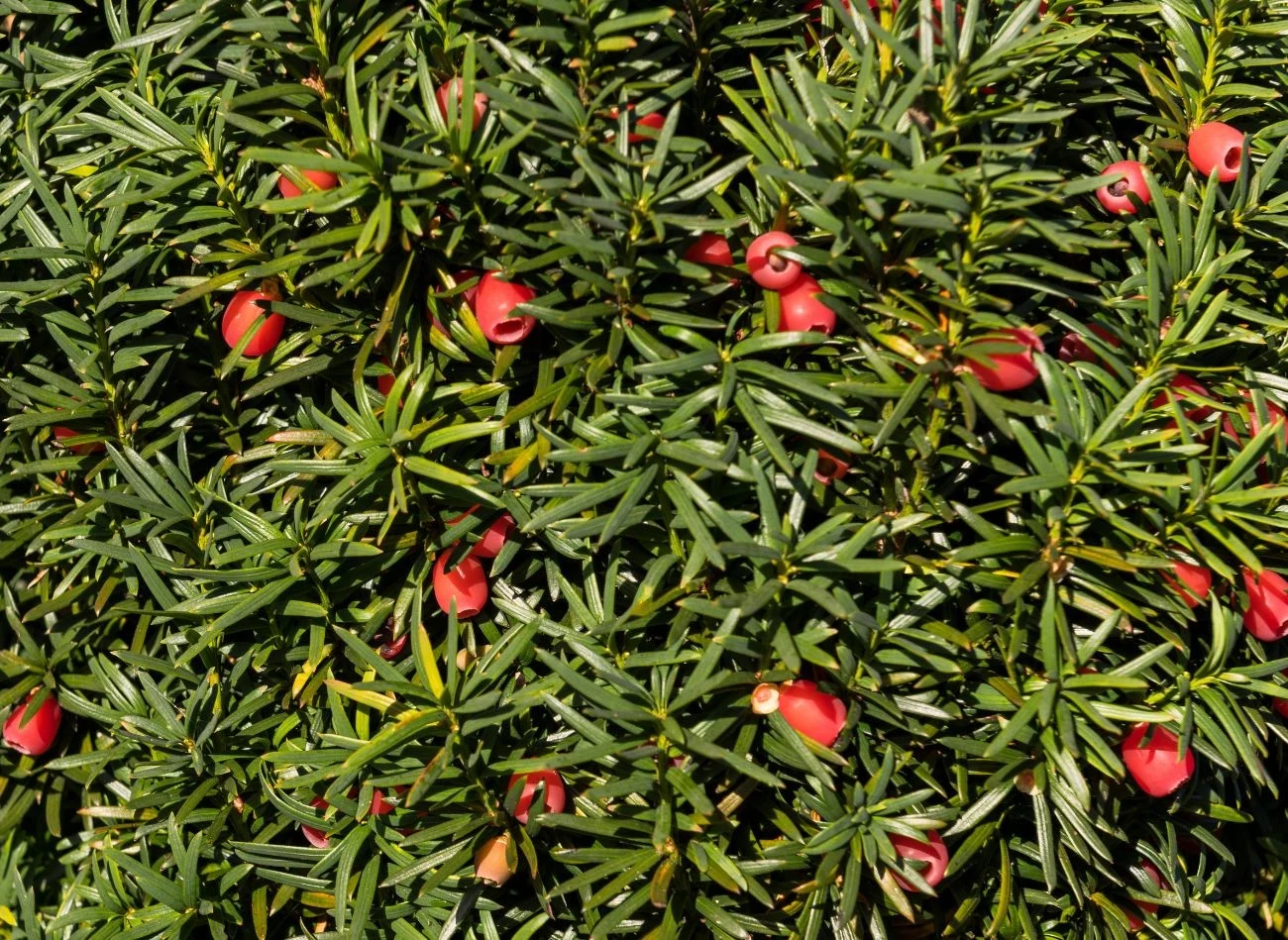 Cis pospolity to gwarancja trwałego i eleganckiego żywopłoty, którego dodatkową zaletą są czerwone owoce