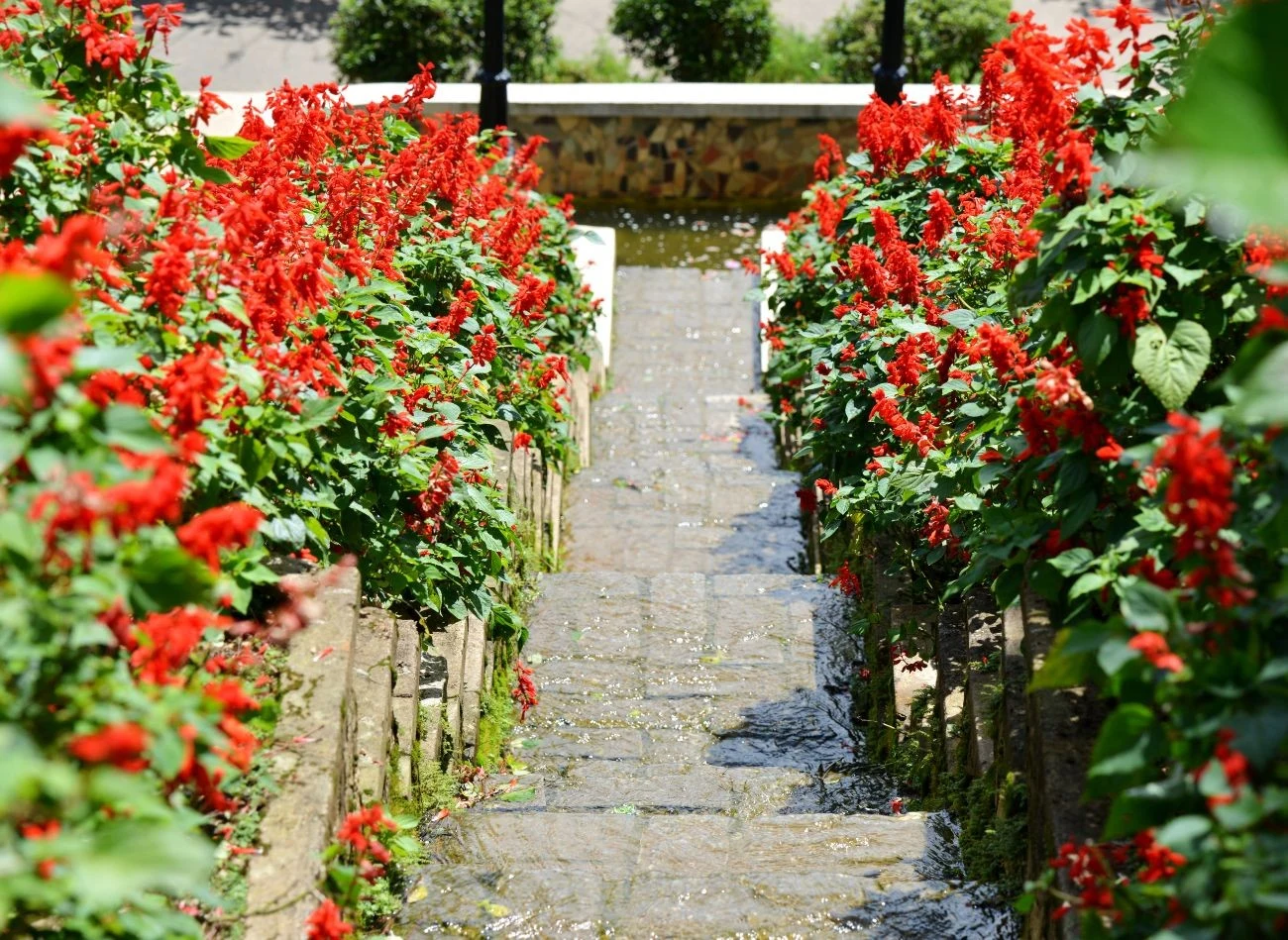 Szałwia błyszcząca najlepiej czuje się na stanowiskach słonecznych, w żyznej, lekko kwaśnej glebie.
