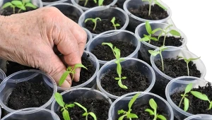 Podpowiadamy, jak pielęgnować rozsadę pomidorów, by uzyskać silne i zdrowe sadzonki.