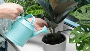 Nawóz z żelatyny – jak go zrobić i do jakich roślin stosować?