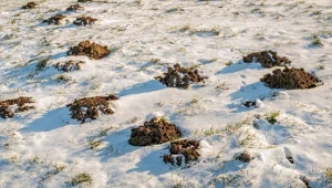 Krety w czasie zimy nie śpią i nadal niszczą ogród.