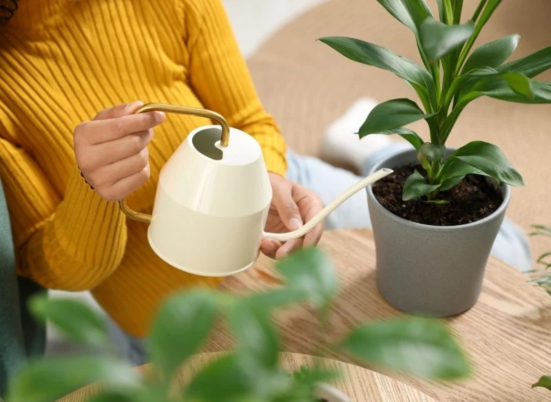 Nawóz z żelatyny stosujemy co 2-4 tygodnie