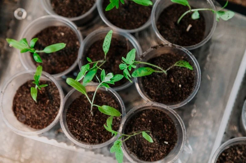 Sadzonki pomidorów muszą mieć stale lekko wilgotne podłoże