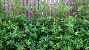 Czy za ogrodzenie trzeba zapłacić podatek? Przepisy mówią jasno.