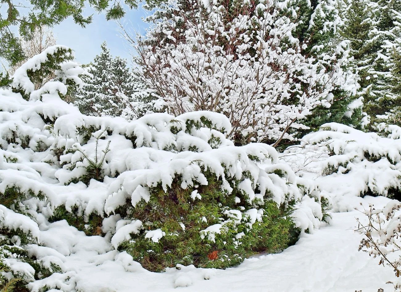 Długo utrzymująca się i gruba warstwa śniegu może też wyrządzić poważne szkody w ogrodzie.
