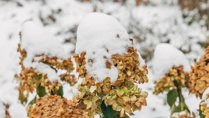 Podpowiadamy, jak dbać o hortensje zimą.