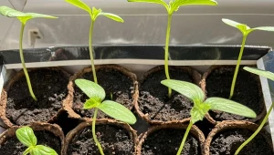 Wybór odpowiedniej odmiany ogórka ma kluczowe znaczenie dla uzyskania wysokich plonów.