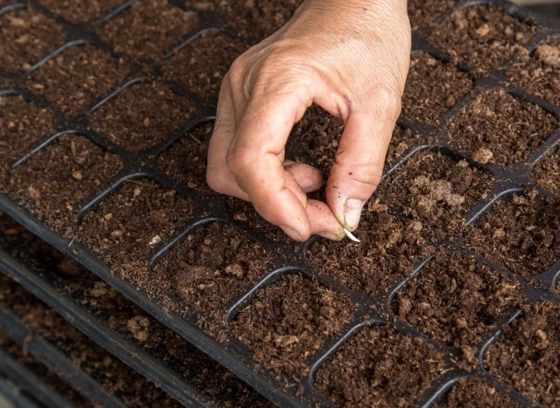 Ogórki można wysiewać bezpośrednio do gruntu, ale jeśli przygotujemy rozsady, będziemy mieć wcześniejsze plony