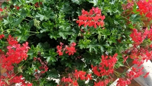 Pelargonia bluszczolistna  ma zwisjące pędy i drobne kwiaty.