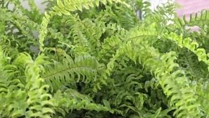 Czego potrzebuje paproć domowa, by obficie rosnąć?