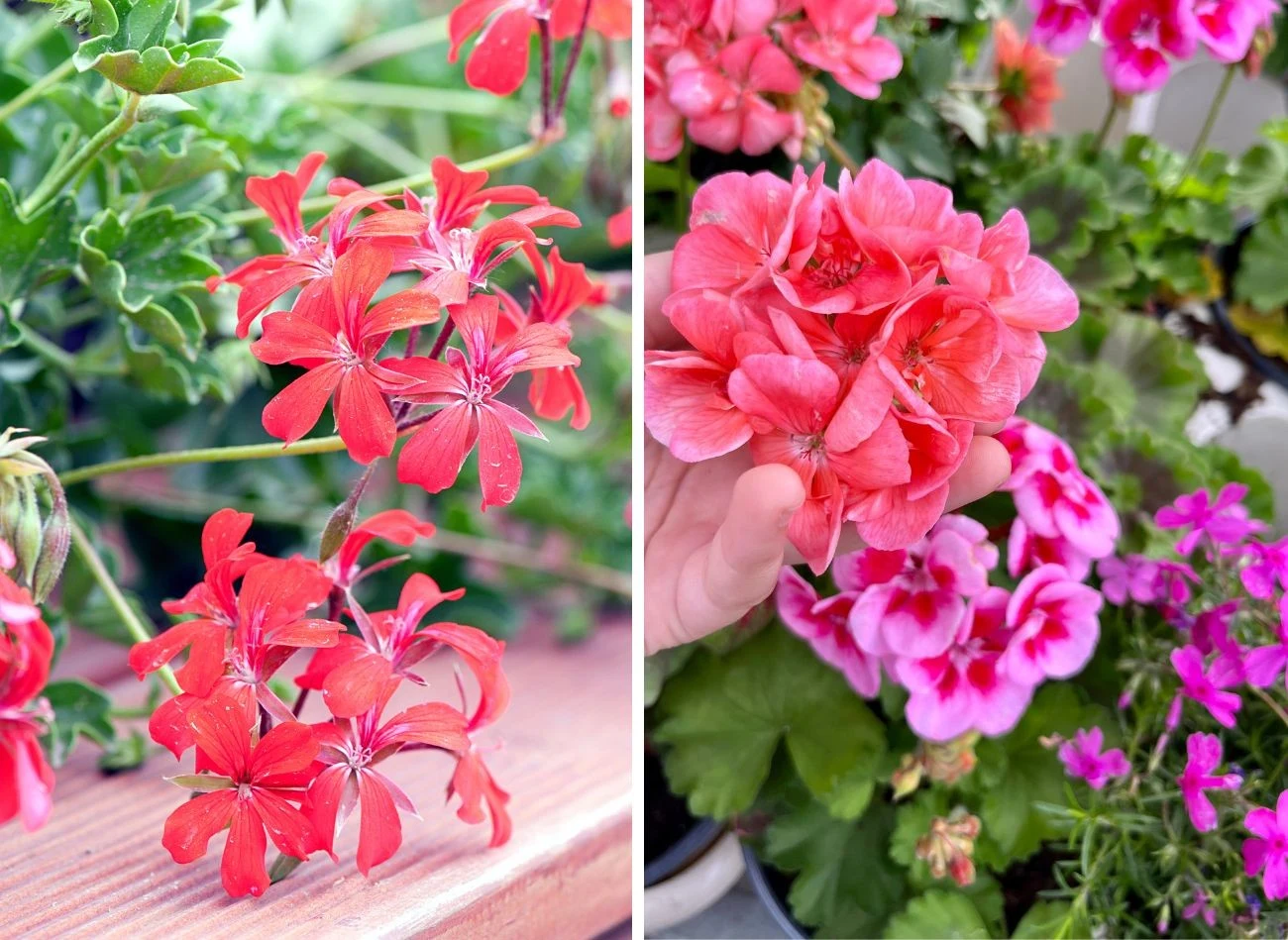 Pelargonia bluszczolistna i rabatowa to najpopularniejesze kwiaty w polskich ogrodach. Fot. borzywoj/Jaclyn Vernace