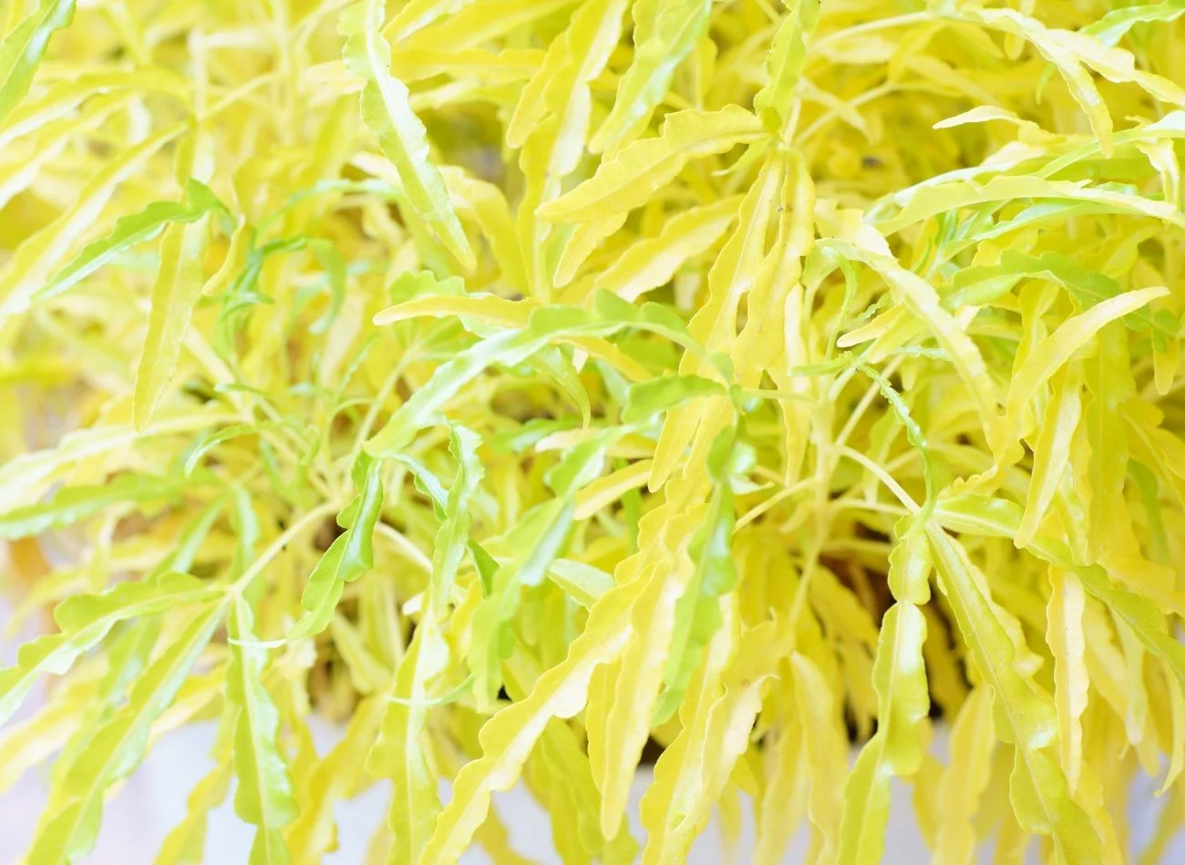 Orlicza to paproć o egzotycznym wyglądzie.