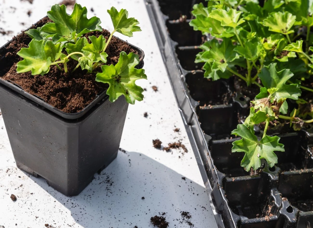 Optymalny siew pelargonii na rozsadę to okres między styczniem a marcem