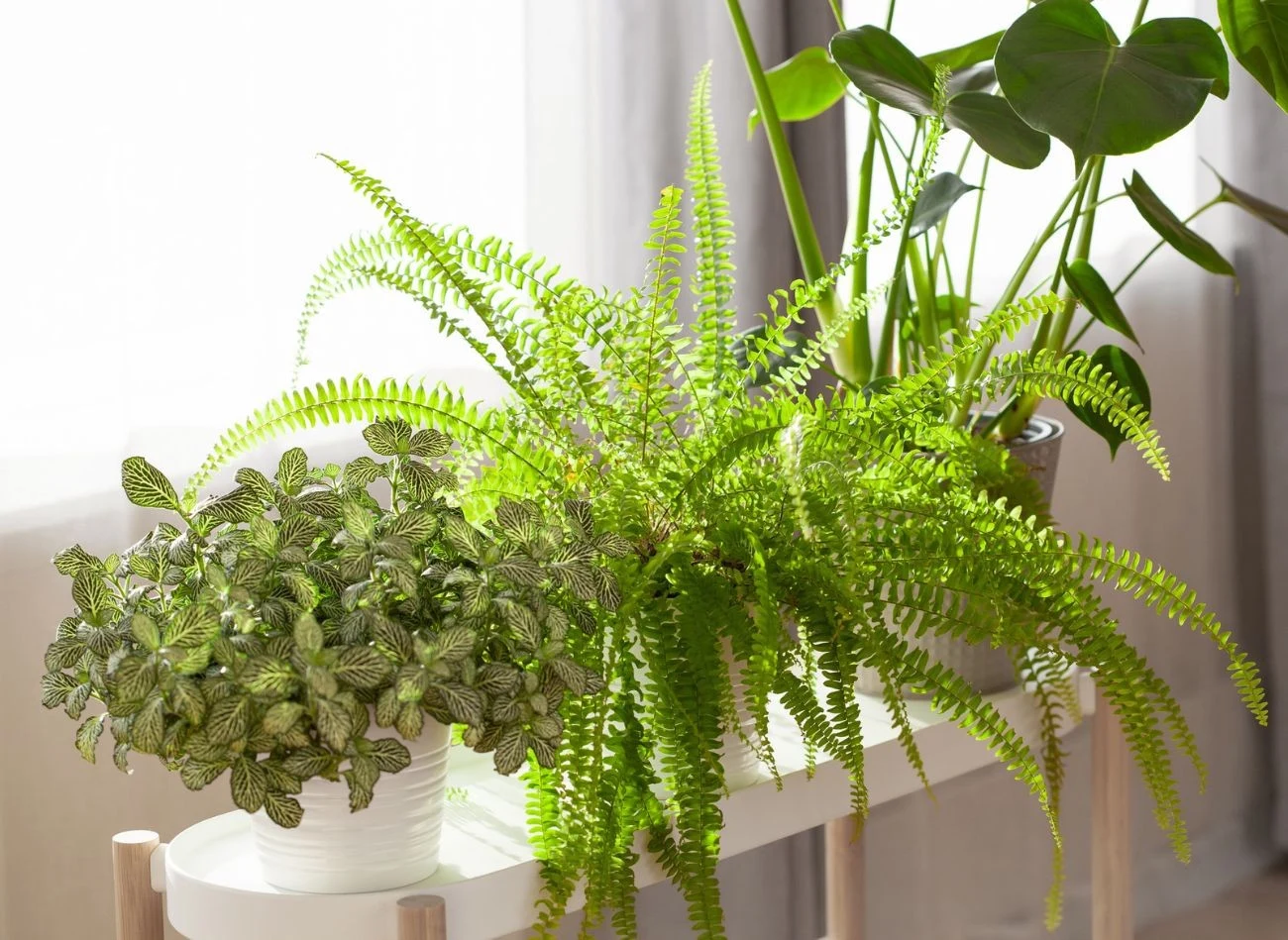 Paproć nie lubi bezpośredniego światłą słonecznego.