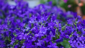 Dzwonek Poszarskiego - odmiany, uprawa, zastosowanie