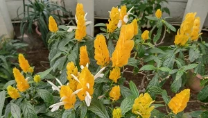 Pachystachys lutea – uprawa i pielęgnacja