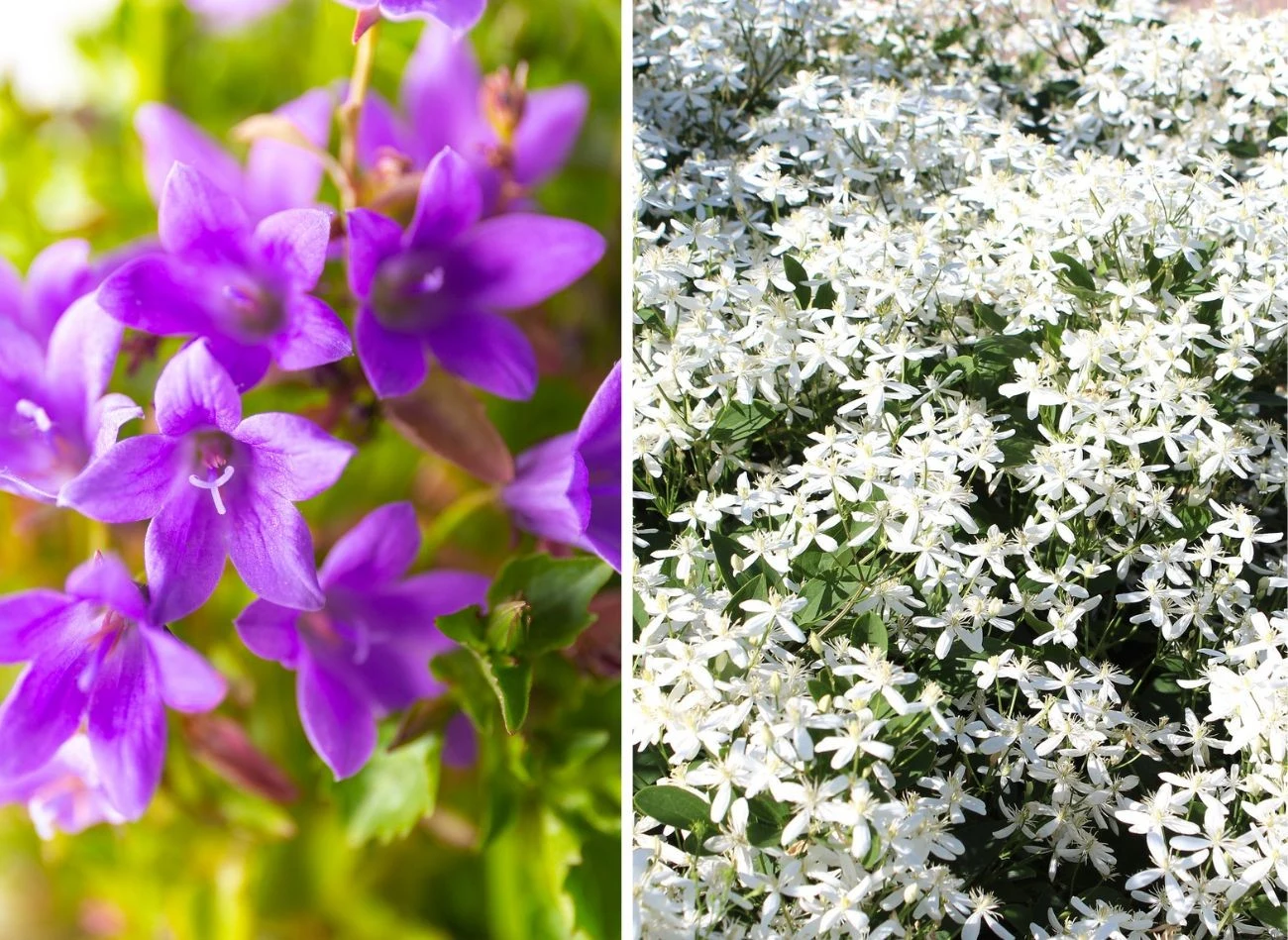 Dzwonek Poszarkiego ma wiele odmian, które różnią się kolorem kwiatów, pokrojem i zastosowaniem. Fot. Semper Scifi/123RF.com/CanvaPro