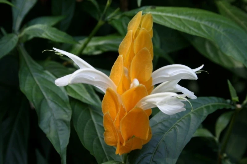 Pachystachys lutea kwitnie długo, a jego kwiatostany nie pozostawią nikogo obojętnym