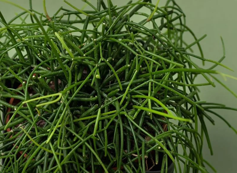 Pędy patyczaka wydłużają się niezwykle szybko