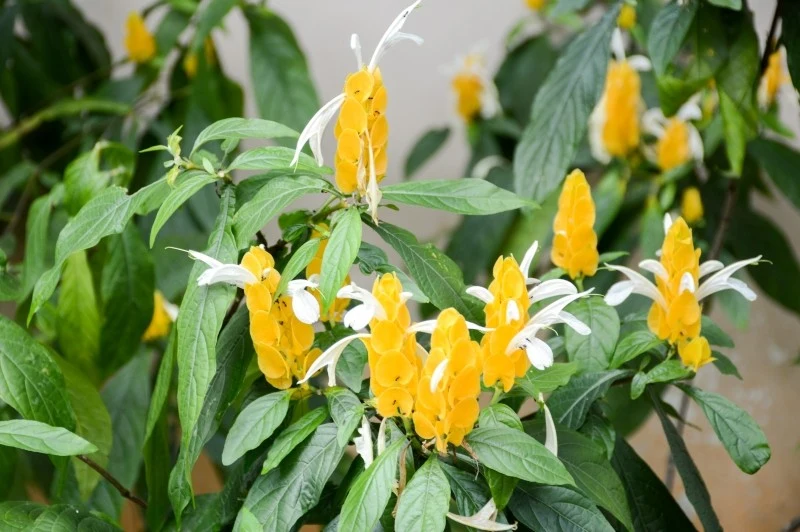 Pachystachys żółty jest wrażliwe na suche powietrze i niskie temperatury