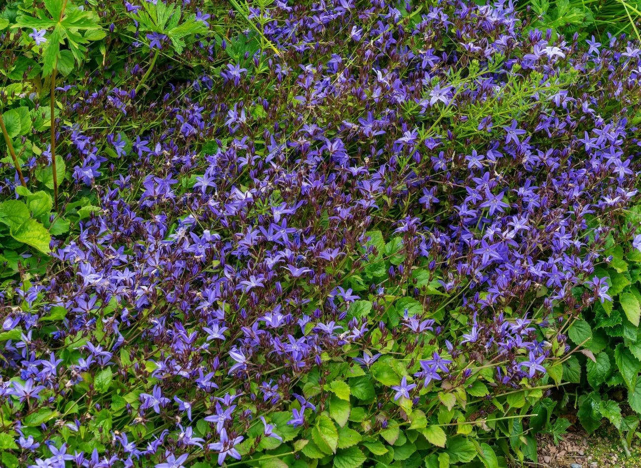 Dzwonek Poszarskiego to idealna roślina okrywowa, która długo zachwyca kolorami.