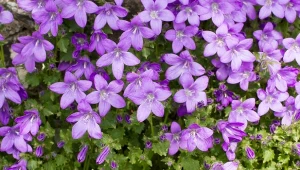 Dzwonek brzoskwiniolistny - uprawa i zastosowanie