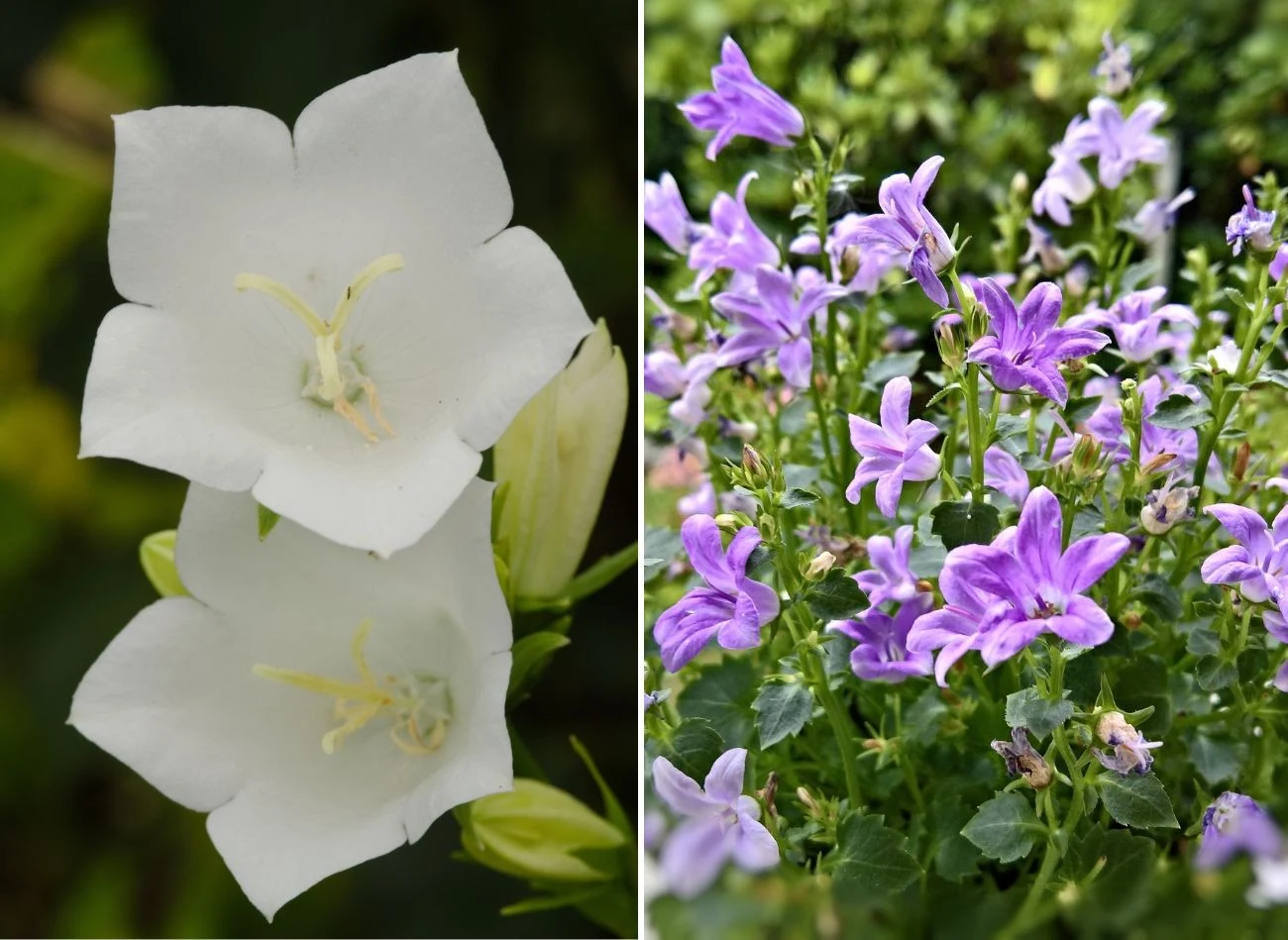 Kwiaty dzwonka brzoskwiniolistnego kwitną w odcieniach bieli, błękitu i fioletu