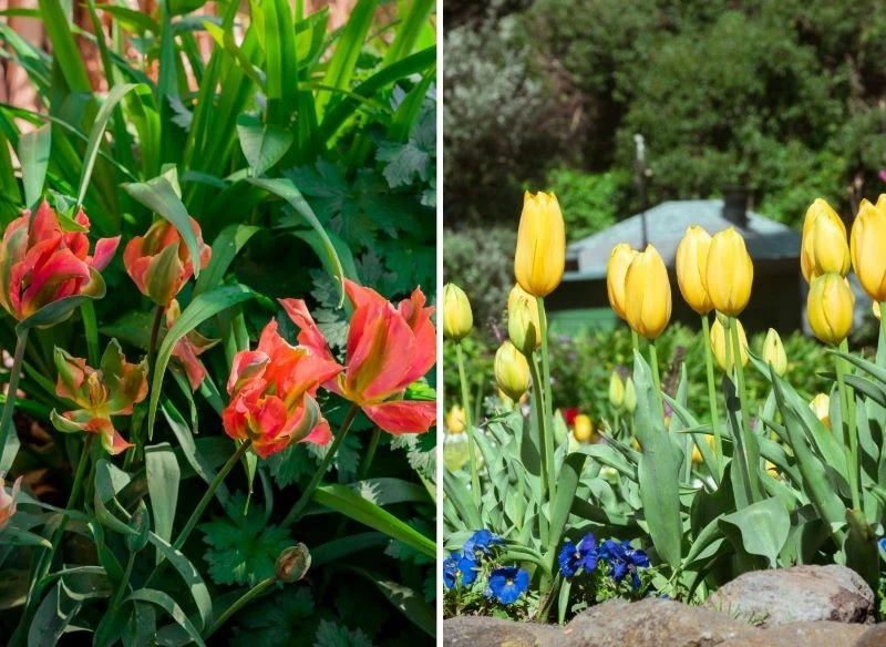 Kolorowe tulipany, kwitnąc odmiana po odmianie, potrafią cały sezon utrzymywać się w ogrodzie