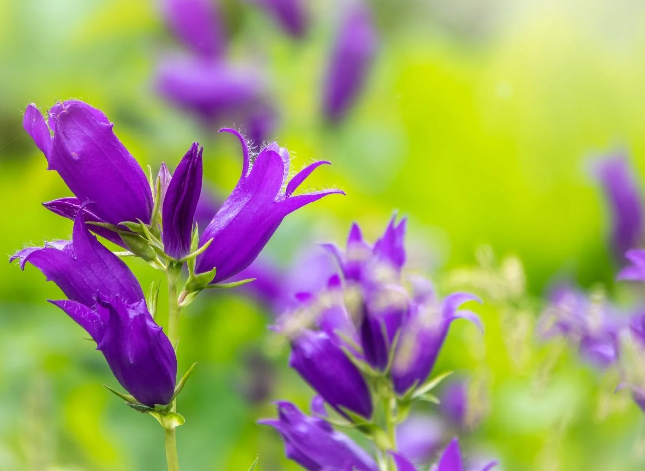 Dzwonek brzoskwiniolistny pięknie prezentuje się na skalniakach i elegancko zakrywa brzydkie miejsca w ogrodzie