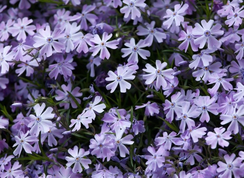 Pięknie wybarwione floksy zadarniające podłoże to efektowna i niewymagająca dodatkowej pracy wiosenna dekoracja ogrodu